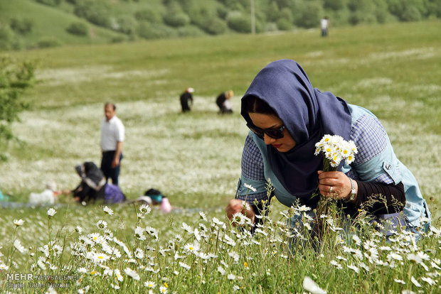 برگزاری نخستین جشنواره گل‌های بابونه شهر پول