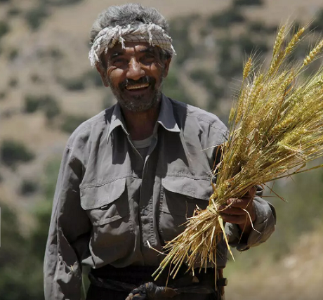 خرید گندم