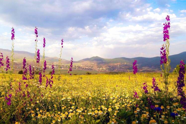 شهردار پول : دومین جشنواره عکس گل بابونه، اردیبهشت ماه1403 در شهر پول برگزار می شود.